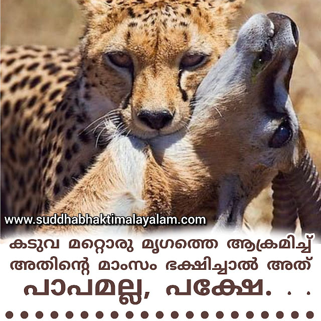 കടുവ മറ്റൊരു മൃഗത്തെ ആക്രമിച്ച് അതിന്റെ മാംസം ഭക്ഷിച്ചാൽ അത് പാപമല്ല, പക്ഷേ. . .