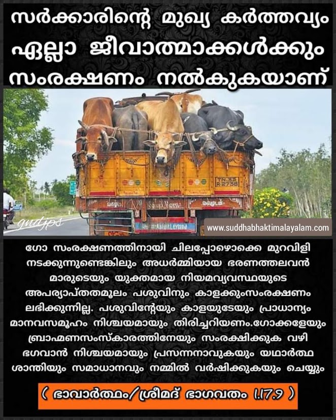 cow 1