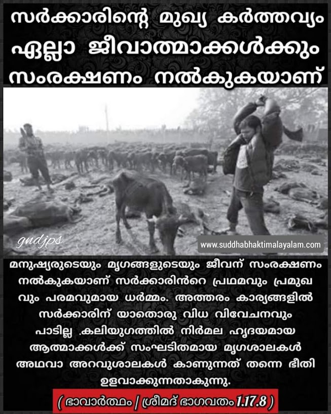cow 2
