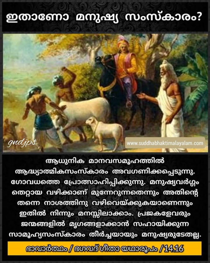 cow 3